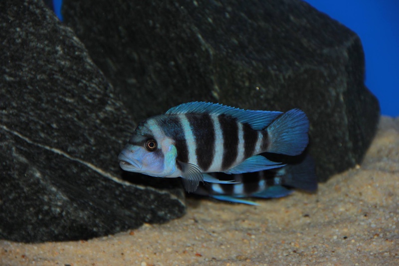 Cyphotilapia gibberosa 'Kitumba'